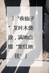 “夜仙子”叉叶木盛放，满地点缀“紫红地毯”