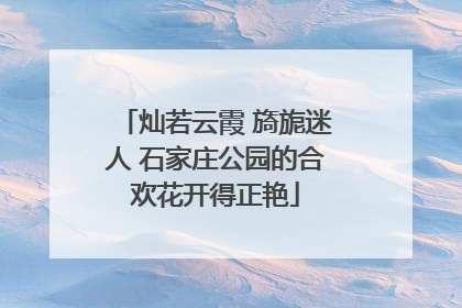 灿若云霞 旖旎迷人 石家庄公园的合欢花开得正艳