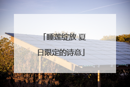 睡莲绽放 夏日限定的诗意