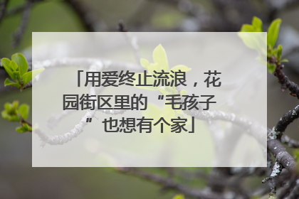 用爱终止流浪，花园街区里的“毛孩子”也想有个家