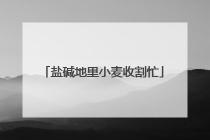 盐碱地里小麦收割忙