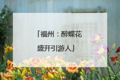 福州：醉蝶花盛开引游人