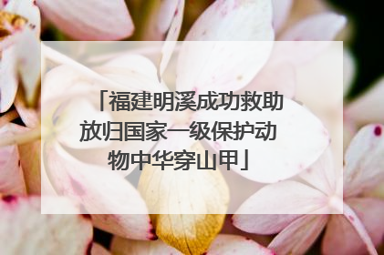 福建明溪成功救助放归国家一级保护动物中华穿山甲