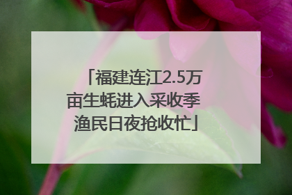 福建连江2.5万亩生蚝进入采收季 渔民日夜抢收忙