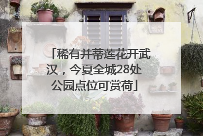 稀有并蒂莲花开武汉，今夏全城28处公园点位可赏荷