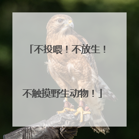 不投喂！不放生！不触摸野生动物！