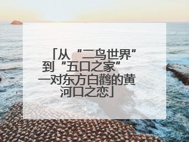 从“二鸟世界”到“五口之家” 一对东方白鹳的黄河口之恋