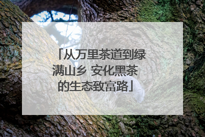 从万里茶道到绿满山乡 安化黑茶的生态致富路