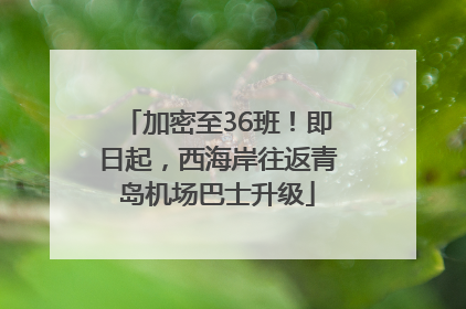 加密至36班！即日起，西海岸往返青岛机场巴士升级