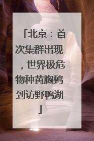 北京：首次集群出现，世界极危物种黄胸鹀到访野鸭湖