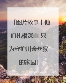 图片故事丨他们扎根深山 只为守护川金丝猴的家园