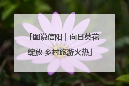 图说信阳｜向日葵花绽放 乡村旅游火热