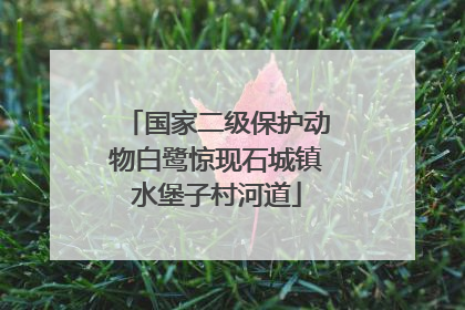 国家二级保护动物白鹭惊现石城镇水堡子村河道