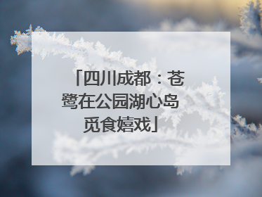 四川成都：苍鹭在公园湖心岛觅食嬉戏