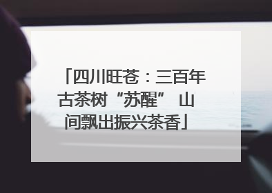 四川旺苍：三百年古茶树“苏醒” 山间飘出振兴茶香
