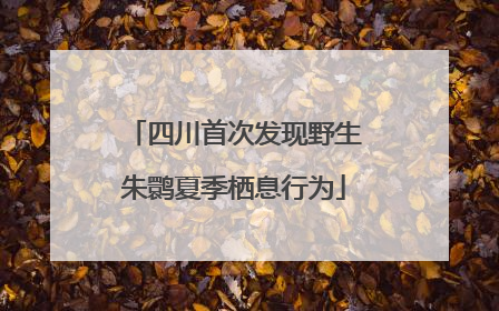 四川首次发现野生朱鹮夏季栖息行为
