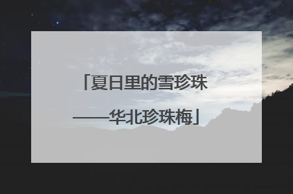 夏日里的雪珍珠——华北珍珠梅