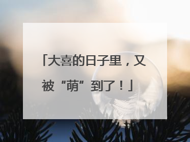 大喜的日子里，又被“萌”到了！