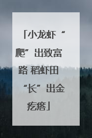 小龙虾“爬”出致富路 稻虾田“长”出金疙瘩