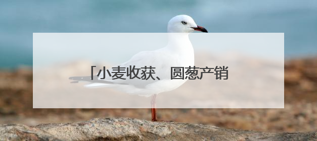 小麦收获、圆葱产销旺、水稻长势好……乡村处处是“丰”景