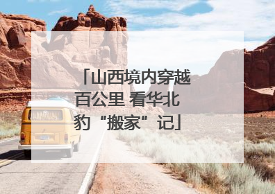 山西境内穿越百公里 看华北豹“搬家”记