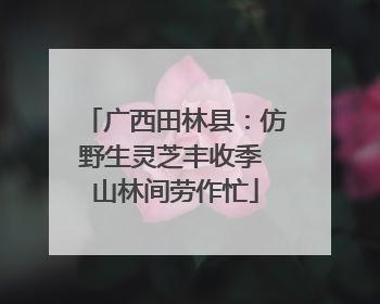广西田林县：仿野生灵芝丰收季 山林间劳作忙