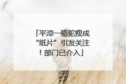 平潭一骆驼瘦成“纸片”引发关注！部门已介入
