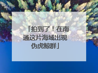 拍到了！在南通这片海域出现伪虎鲸群