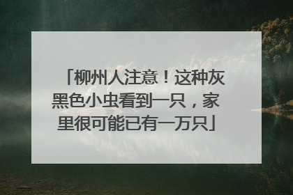 柳州人注意！这种灰黑色小虫看到一只，家里很可能已有一万只