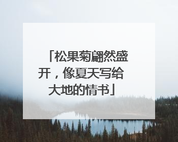 松果菊翩然盛开，像夏天写给大地的情书