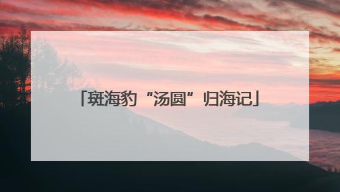 斑海豹“汤圆”归海记