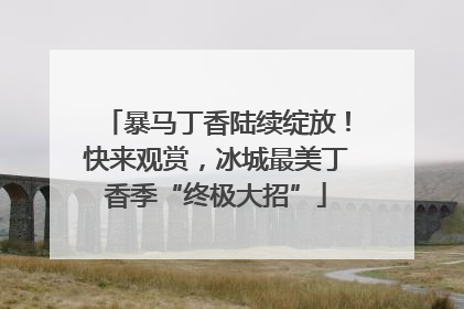 暴马丁香陆续绽放！快来观赏，冰城最美丁香季“终极大招”