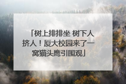 树上排排坐 树下人挤人！厦大校园来了一窝猫头鹰引围观
