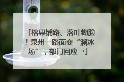 榕果铺路、落叶糊脸！泉州一路面变“溜冰场”，部门回应→