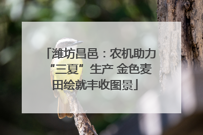 潍坊昌邑：农机助力“三夏”生产 金色麦田绘就丰收图景
