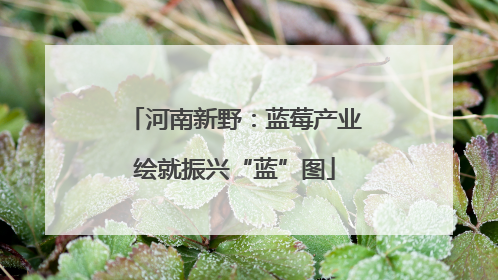 河南新野：蓝莓产业绘就振兴“蓝”图