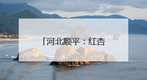 河北顺平：红杏压枝丰收季 田园采摘正当时