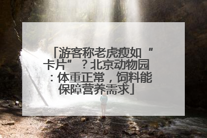 游客称老虎瘦如“卡片”？北京动物园：体重正常，饲料能保障营养需求