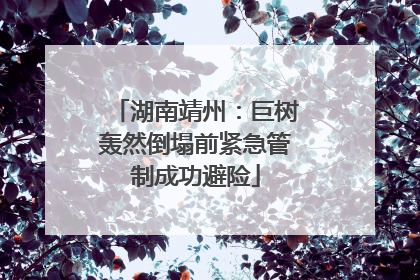 湖南靖州：巨树轰然倒塌前紧急管制成功避险
