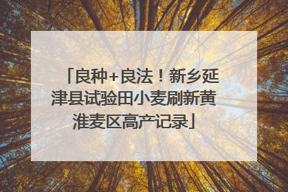 良种+良法！新乡延津县试验田小麦刷新黄淮麦区高产记录