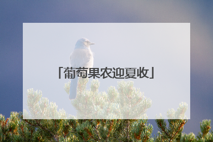 葡萄果农迎夏收