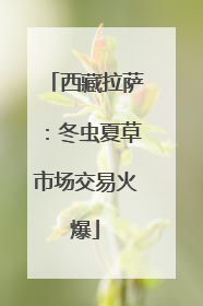 西藏拉萨：冬虫夏草市场交易火爆