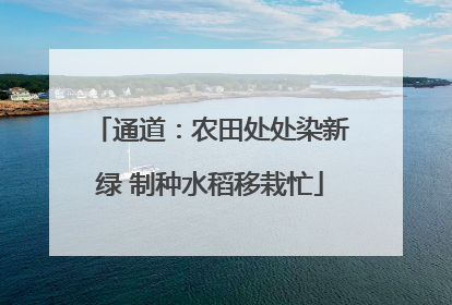 通道：农田处处染新绿 制种水稻移栽忙