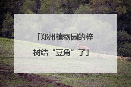 郑州植物园的梓树结“豆角”了