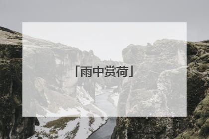 雨中赏荷
