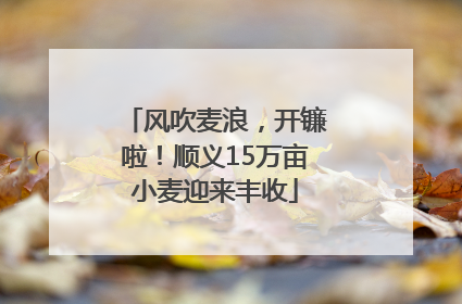 风吹麦浪，开镰啦！顺义15万亩小麦迎来丰收