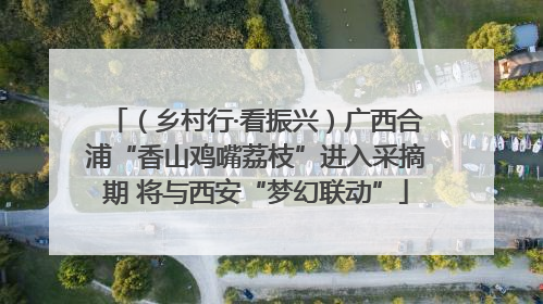 （乡村行·看振兴）广西合浦“香山鸡嘴荔枝”进入采摘期 将与西安“梦幻联动”